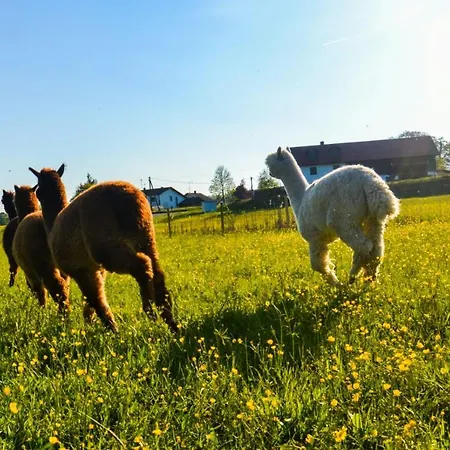 Niedergerner Alpaka Ranch Apartmán Haiming