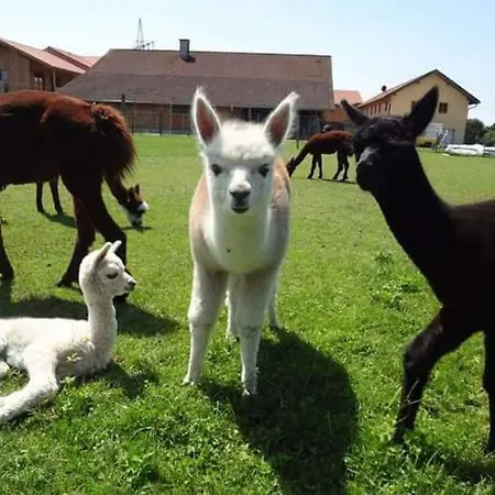 Niedergerner Alpaka Ranch * Haiming