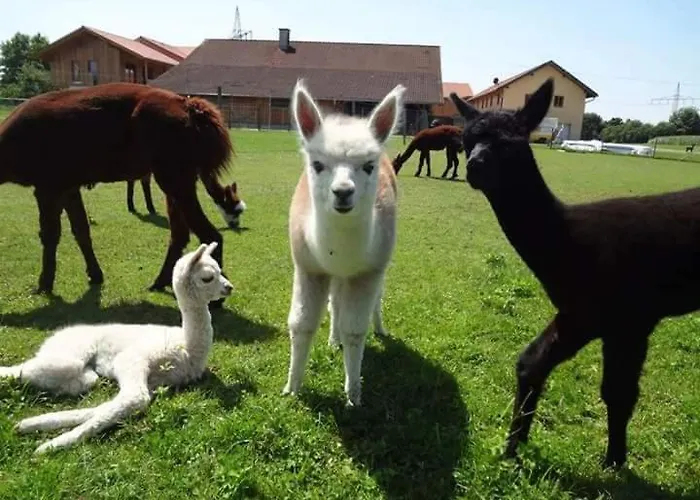 Niedergerner Alpaka Ranch * Haiming