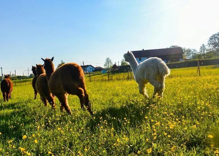 Niedergerner Alpaka Ranch Daire Haiming