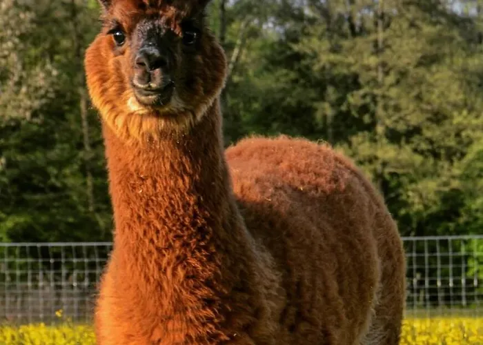Niedergerner Alpaka Ranch * Haiming